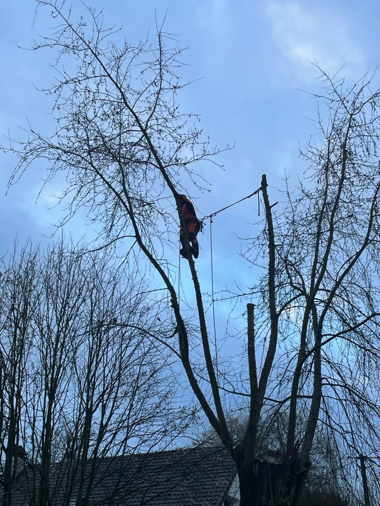 demo